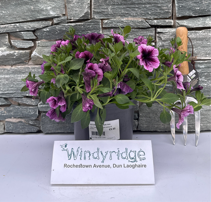 Petunia Viva Purple Vein - Bedding - Windyridge Garden Centre