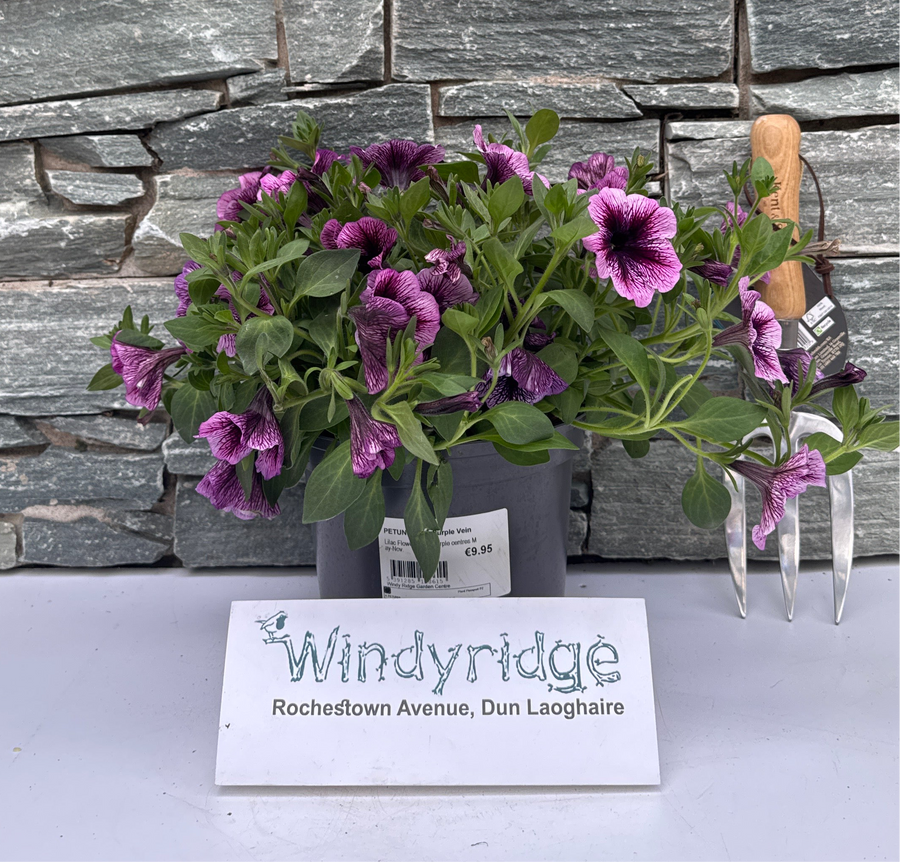 Petunia Viva Purple Vein - Bedding - Windyridge Garden Centre