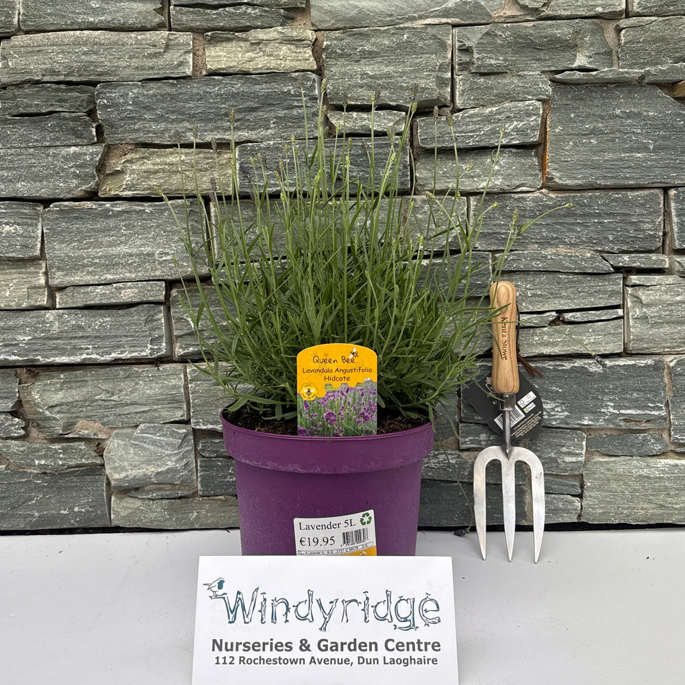 5L Lavender - Grow Your Own - Windyridge Garden Centre