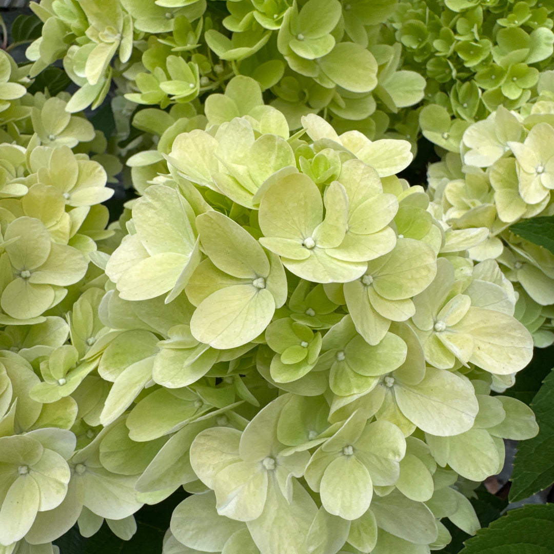 HYDRANGEA pan. Pinky Winky