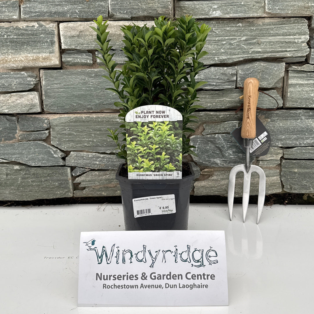 Euonymus jap. Green Spire  20-25 CM C2 square