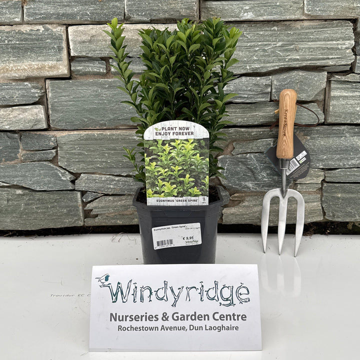 Euonymus jap. Green Spire  20-25 CM C2 square