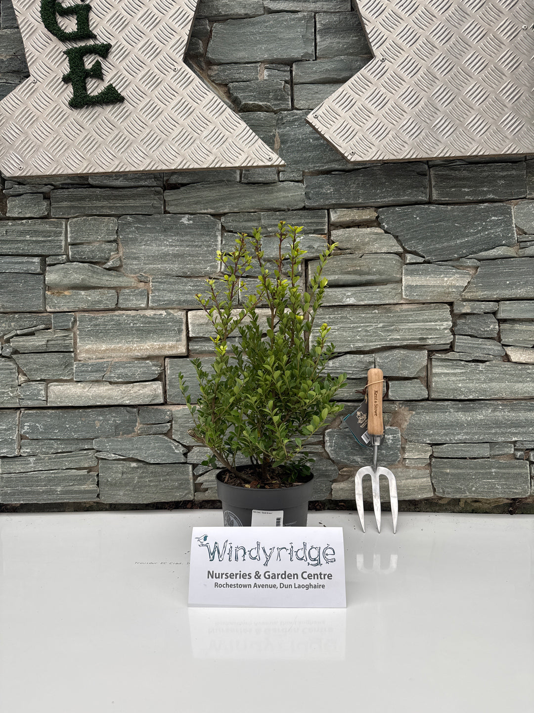 Ilex cren. Dark Green