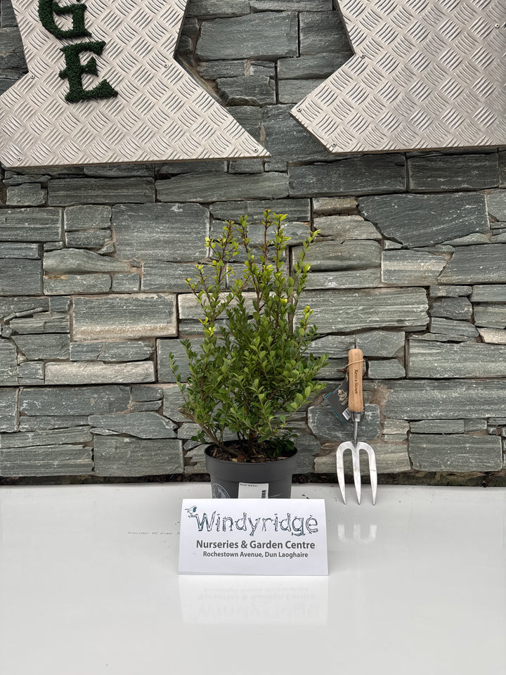Ilex cren. Dark Green