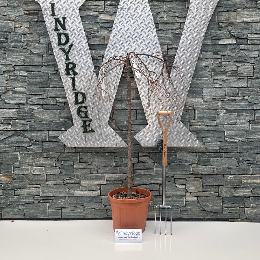 Decorative wall art with text and a plant against a stone wall.