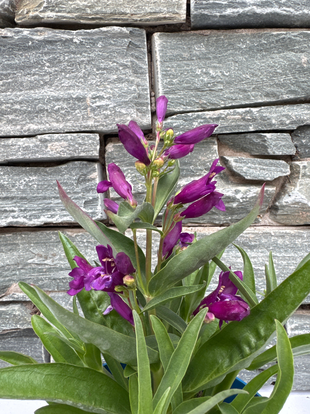 Verbena in varieties