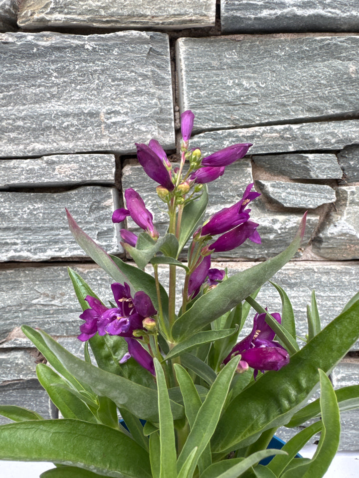 Verbena in varieties