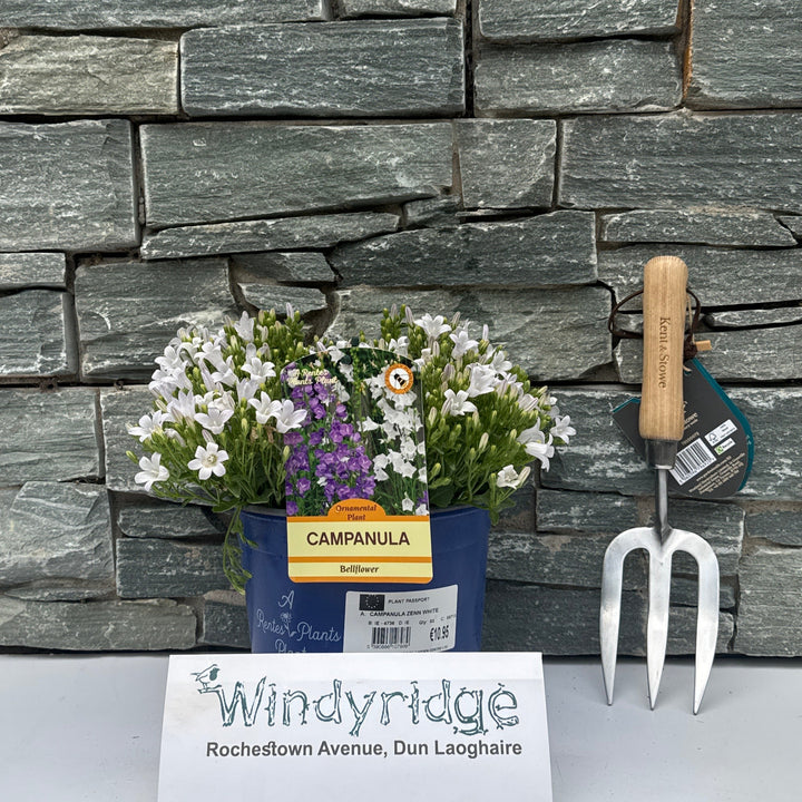 CAMPANULA ZENN WHITE