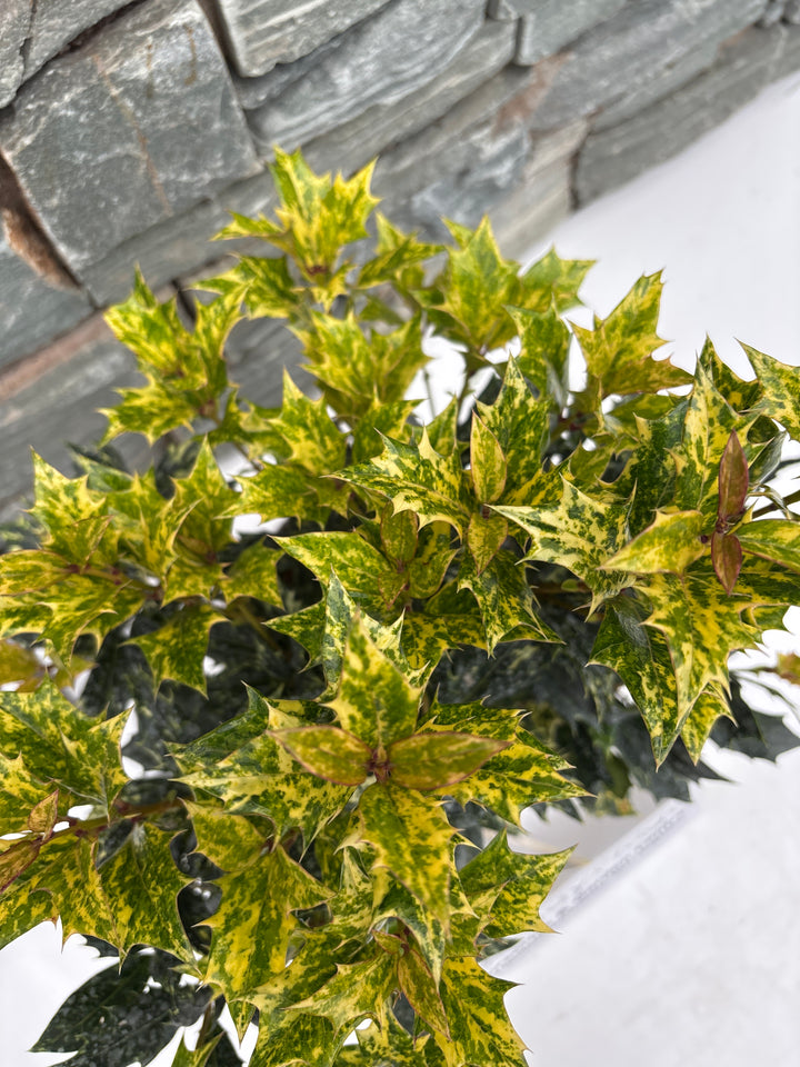 OSMANTHUS HETER. GOSHIKI 20-25 2  lt