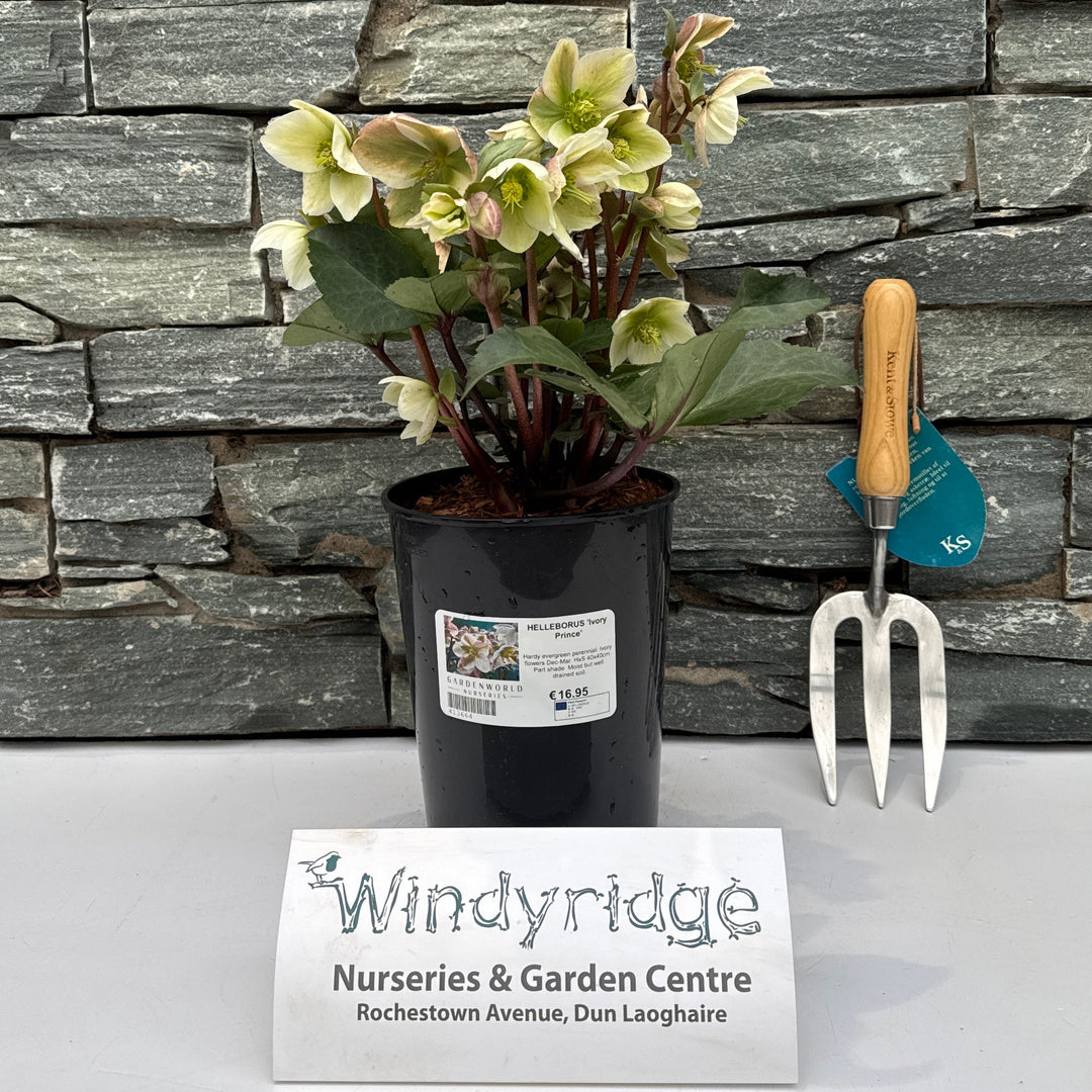 Helleborus Ivory Prince - Herbaceous - Windyridge Garden Centre