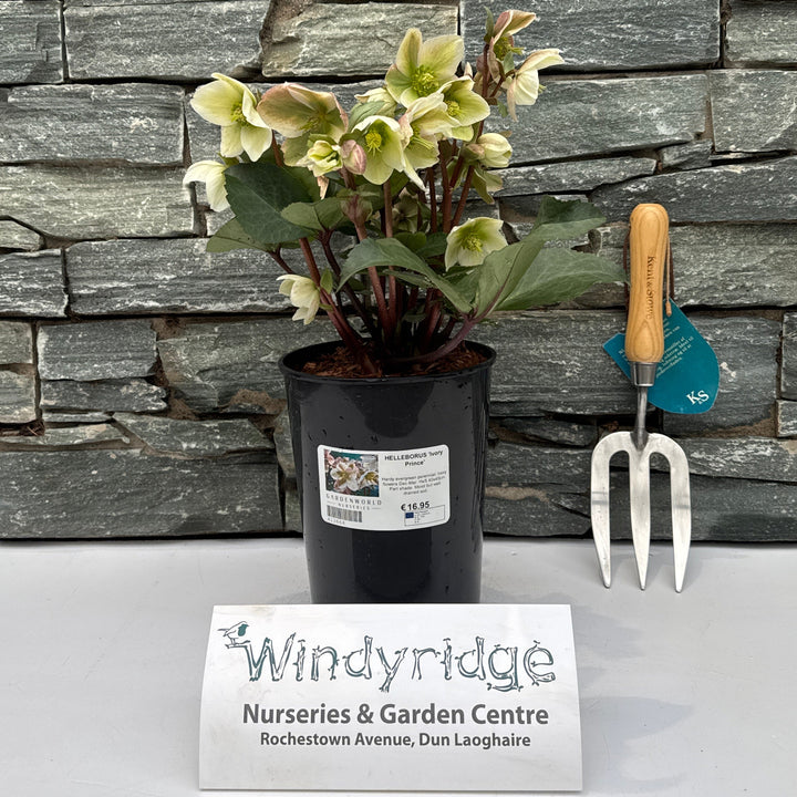 Helleborus Ivory Prince - Herbaceous - Windyridge Garden Centre