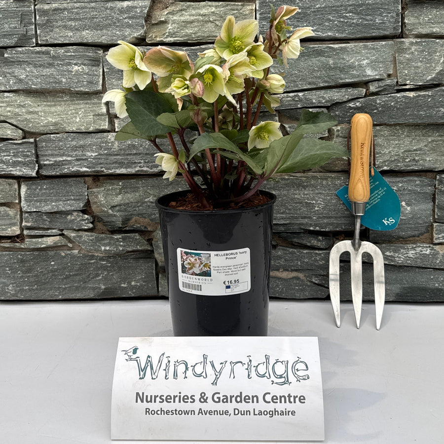 Helleborus Ivory Prince - Herbaceous - Windyridge Garden Centre