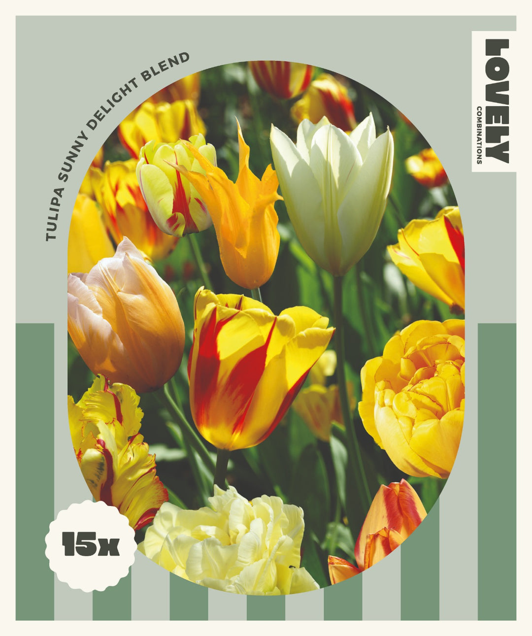 COMBI TULIPA SUNNY DELIGHT x15