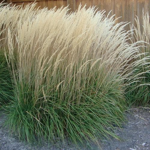 Calamagrostis A. Karl Foerster - Herbaceous - Windyridge Garden Centre