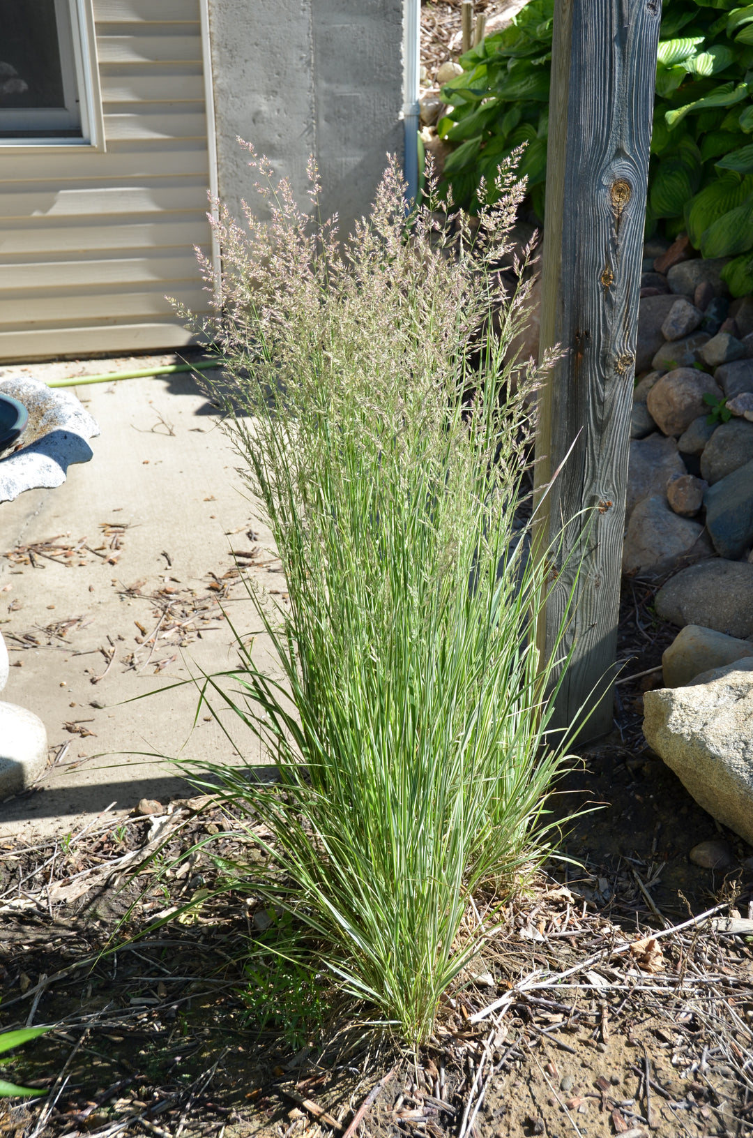Calamagrostis acut. Overdam