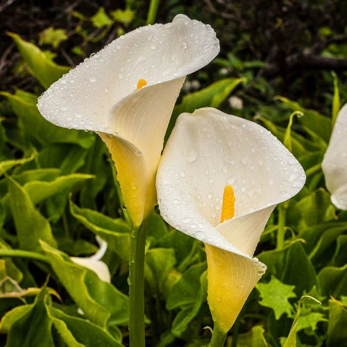 Zantedeschia aethiopica