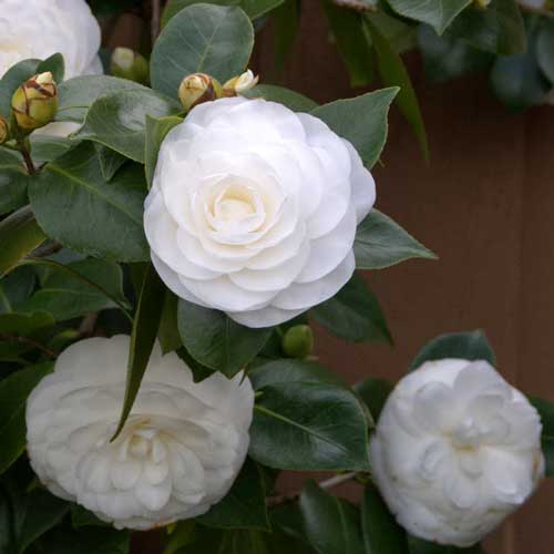 Camellia Jap. Nuccios Gem - Shrubs - Windyridge Garden Centre