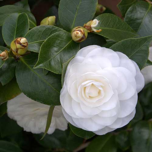 Camellia jap. Nuccios Gem