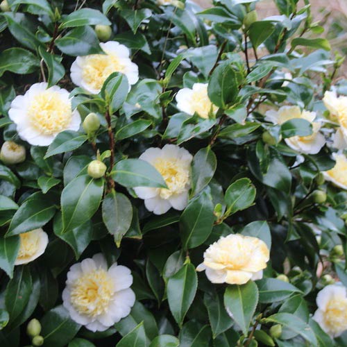 Camellia jap. Jurys Yellow