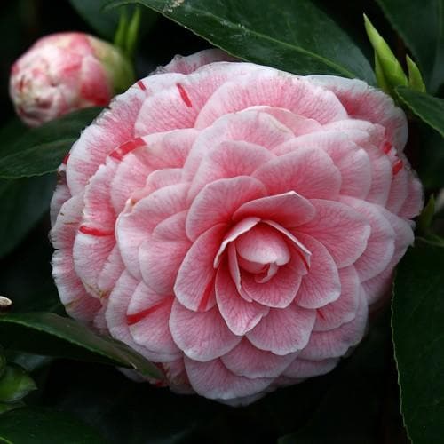 Camellia Jap. Bonomiana - Shrubs - Windyridge Garden Centre