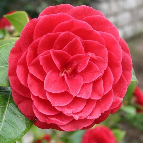 Camellia jap. Black Lace