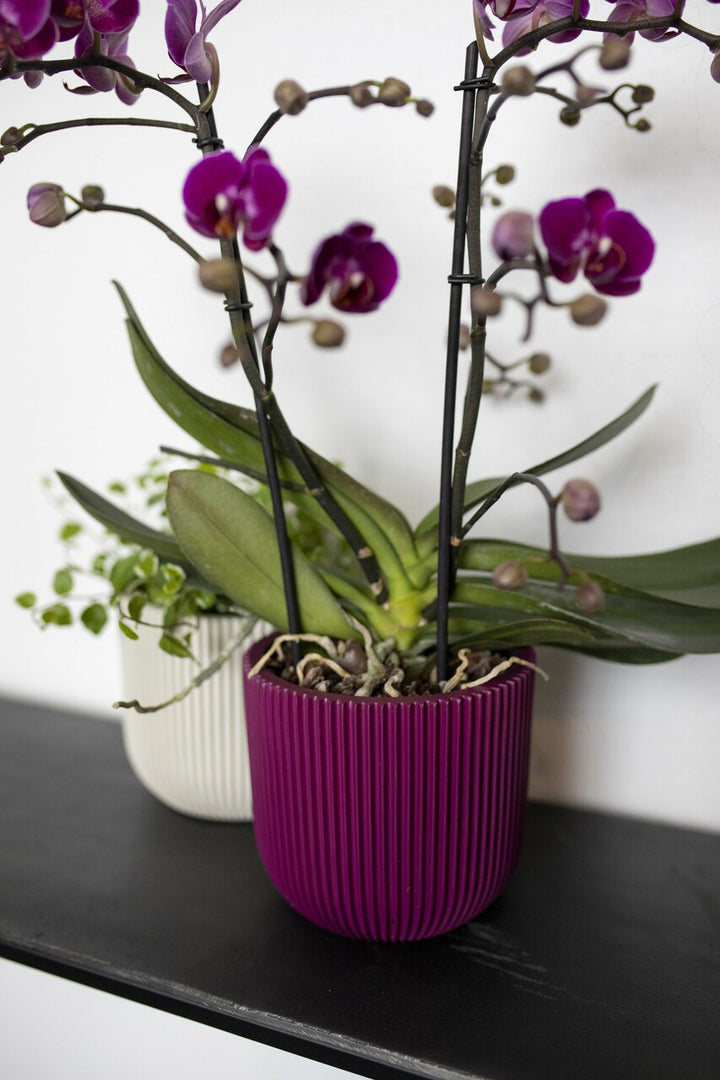 Planter ball Groove Ø9 x 8 purple