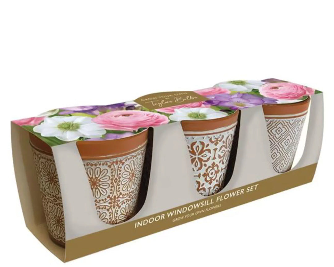 Indoor Flower Bulb Trio - Bulbs - Windyridge Garden Centre