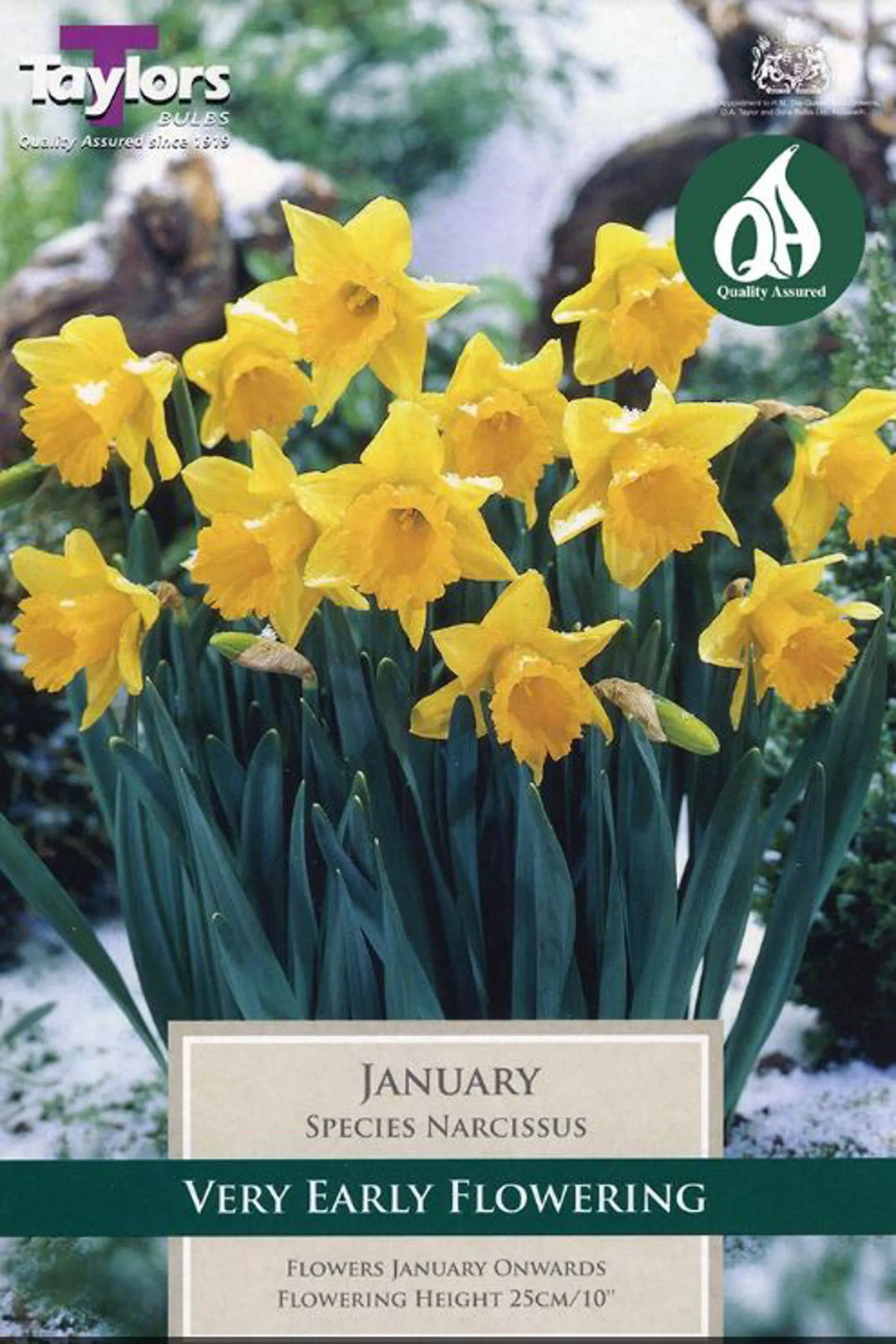 NARCISSUS JANUARY 8