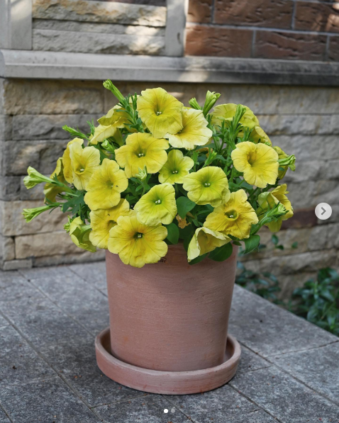 Artisinal Terracotta Modern Cylinder 25Cm/H23Cm (Cilindro Moderne) - Pots - Windyridge Garden Centre