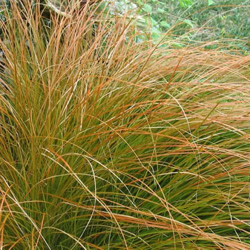Carex Testacea (2Ltr Pot) - Herbaceous - Windyridge Garden Centre