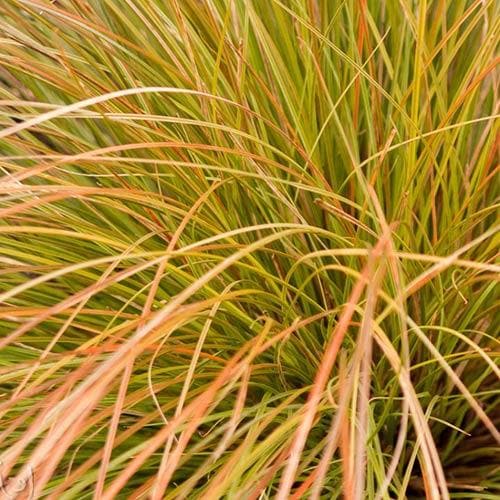 Carex Prairie Fire
