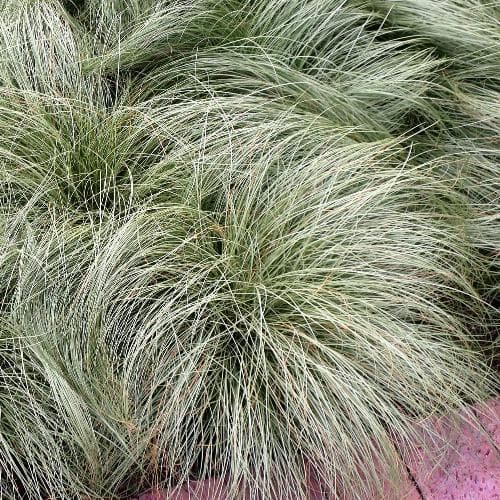 Carex comans Amazon Mist - Herbaceous - Windyridge Garden Centre