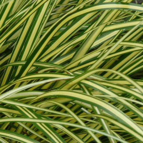 Carex Oshimensis Eversheen - Herbaceous - Windyridge Garden Centre