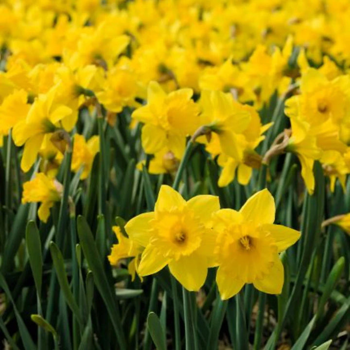 NARCISSUS CARLTON X 5