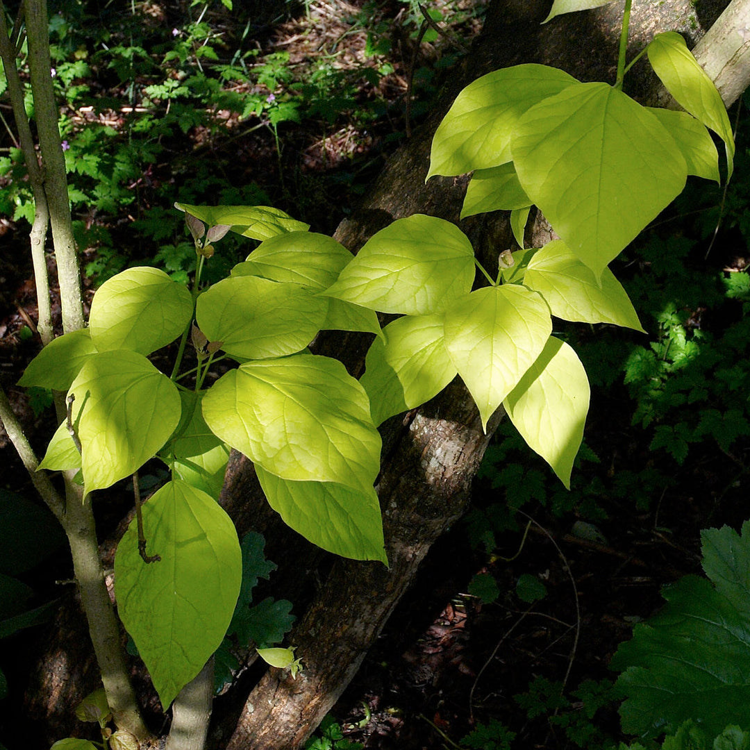 Catalpa bignonioides 'Aurea' golden foliage