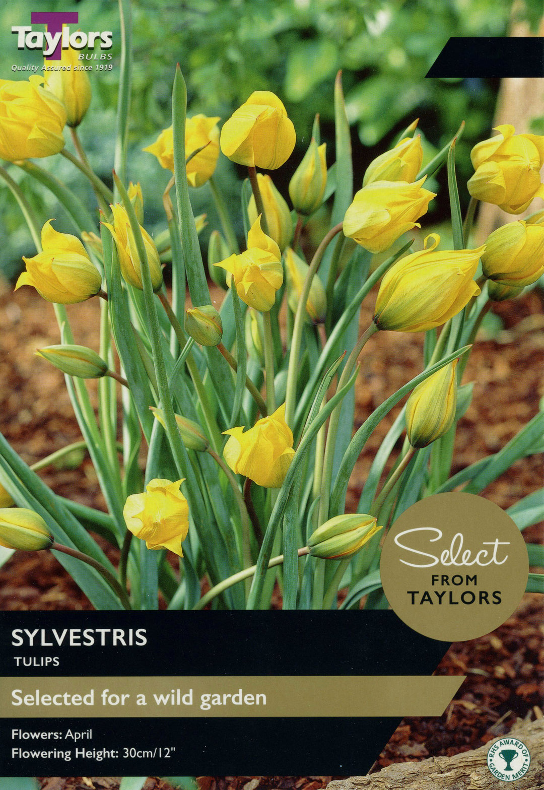 12 TULIP SYLVESTRIS SE