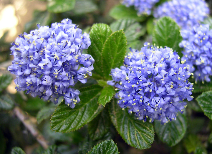 Ceanothus thyrs. repens