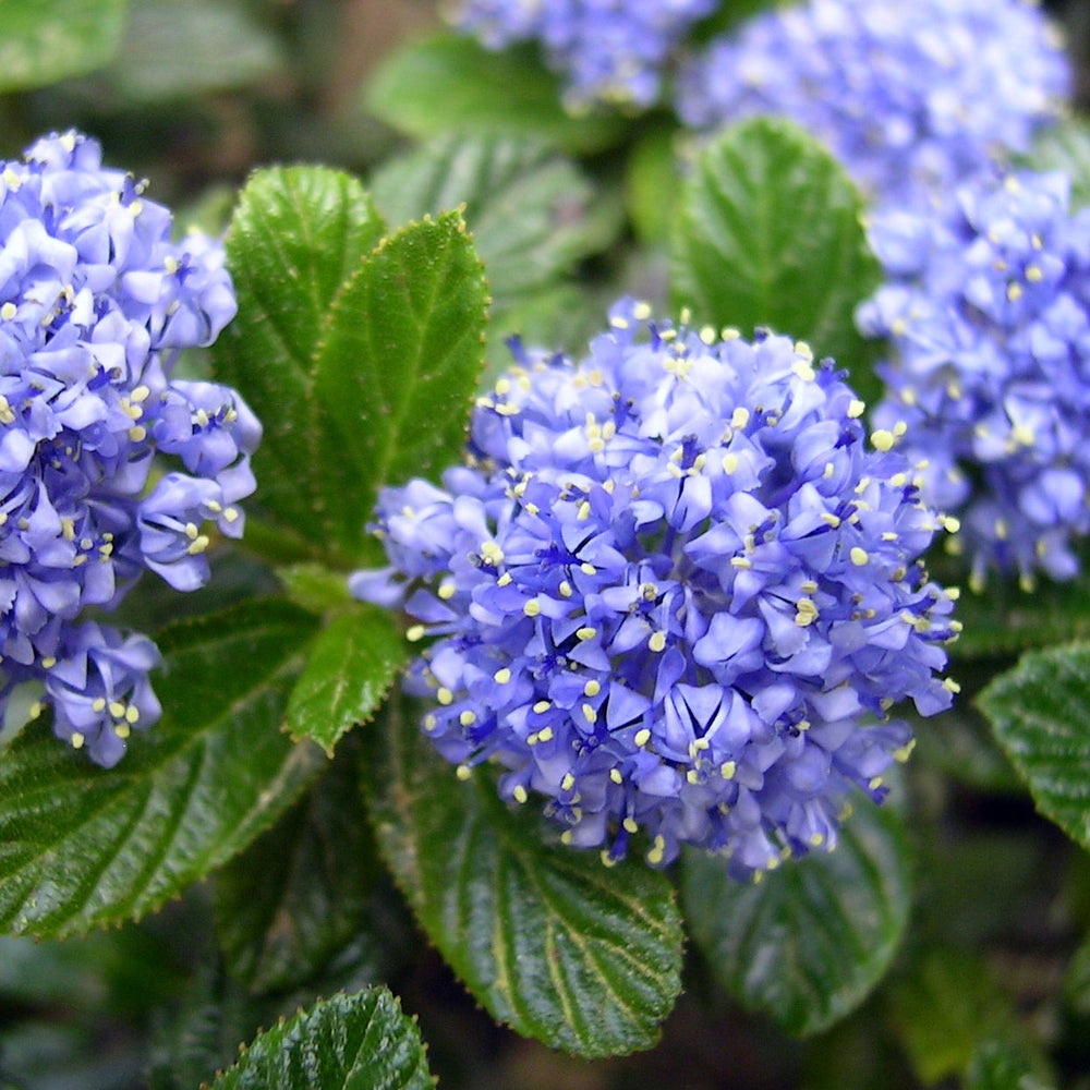 Ceanothus Thyrs. Repens - Shrubs - Windyridge Garden Centre