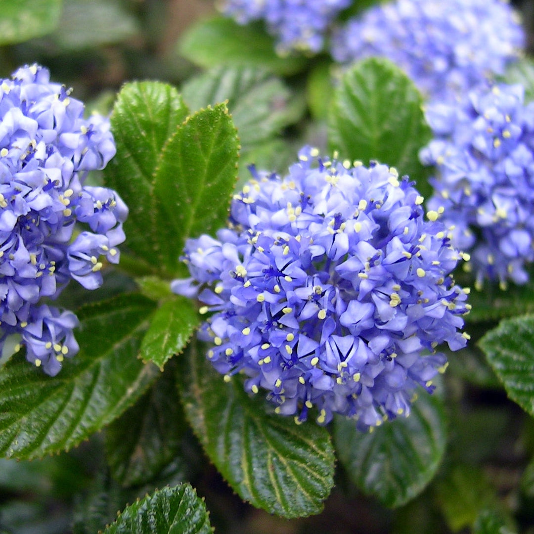 Ceanothus thyrs. repens