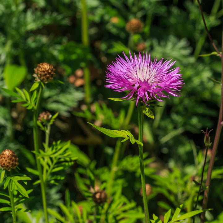 Centaurea h. John Coutts