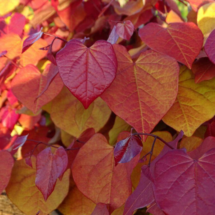 Cercis can. Eternal Flame