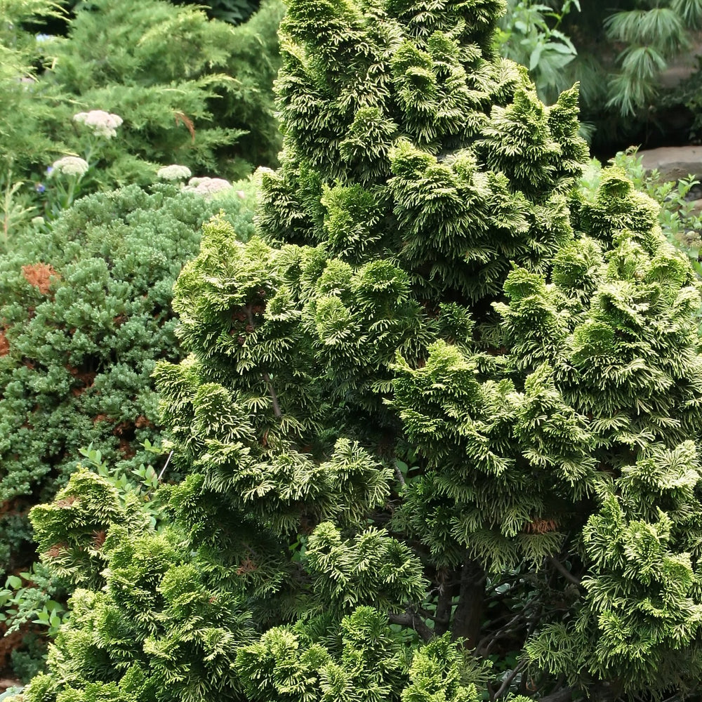 Chamaecyparis-obt.-Nana-Gracilis-Planted-1