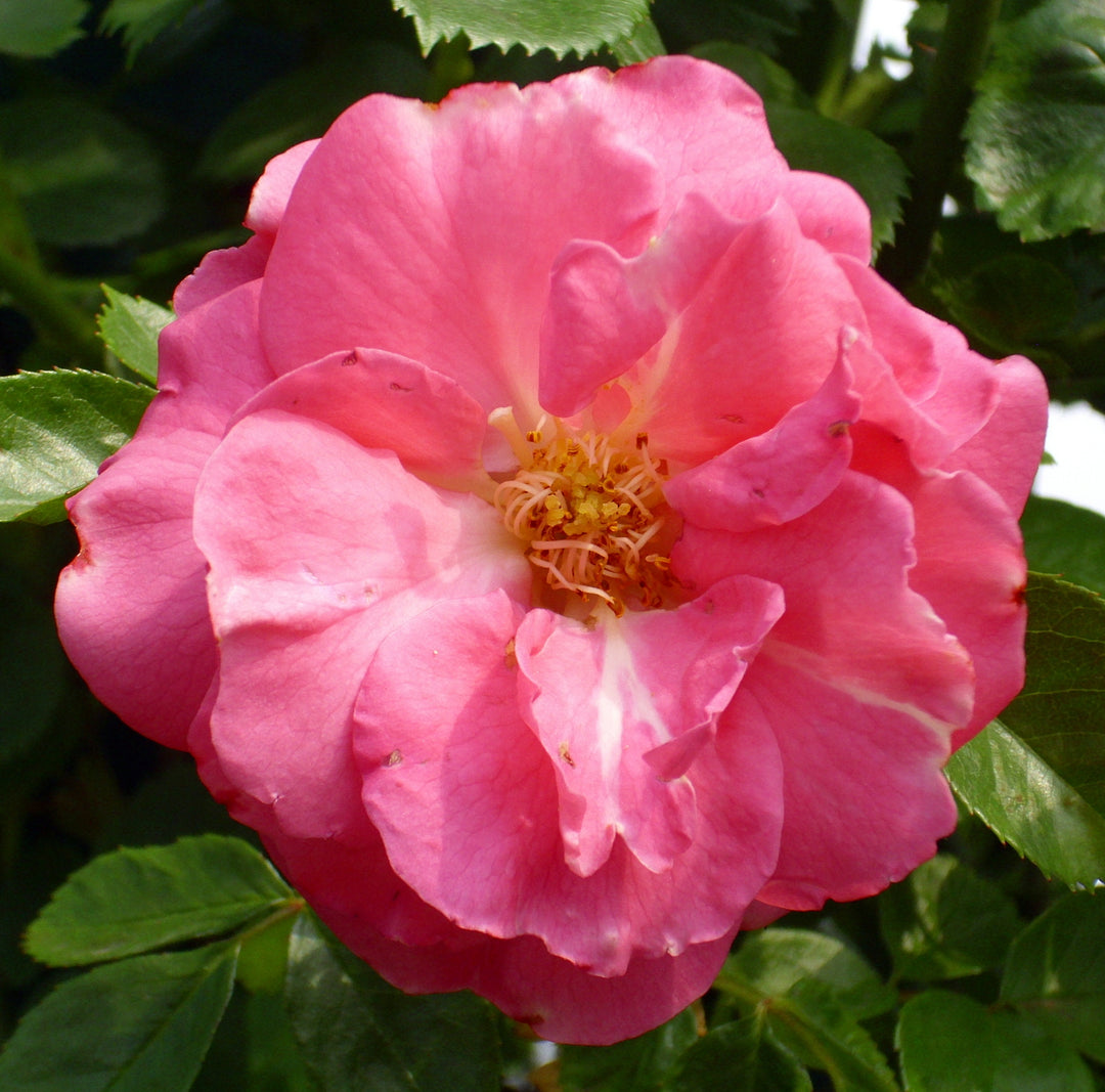 Rosa (K) Chaplins Pink Climber