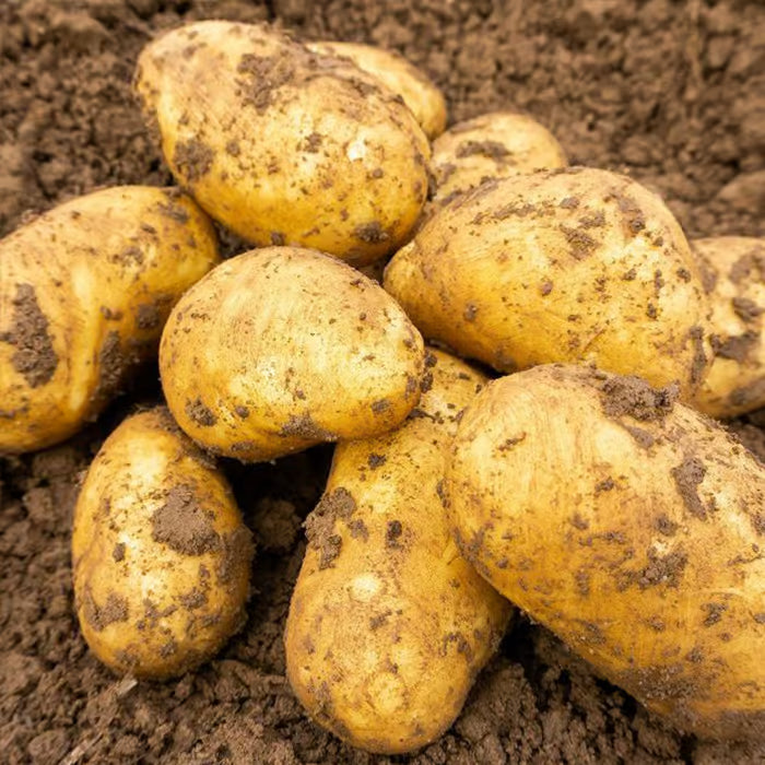 Second Earliers Charlotte 2 Kg Nets - Bulbs - Windyridge Garden Centre