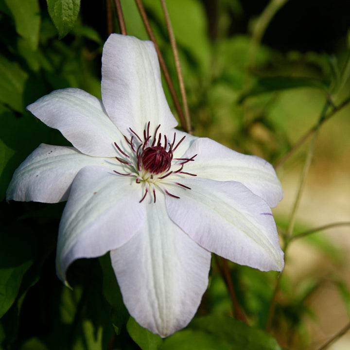 Clematis-Miss-Bateman-Flower-1