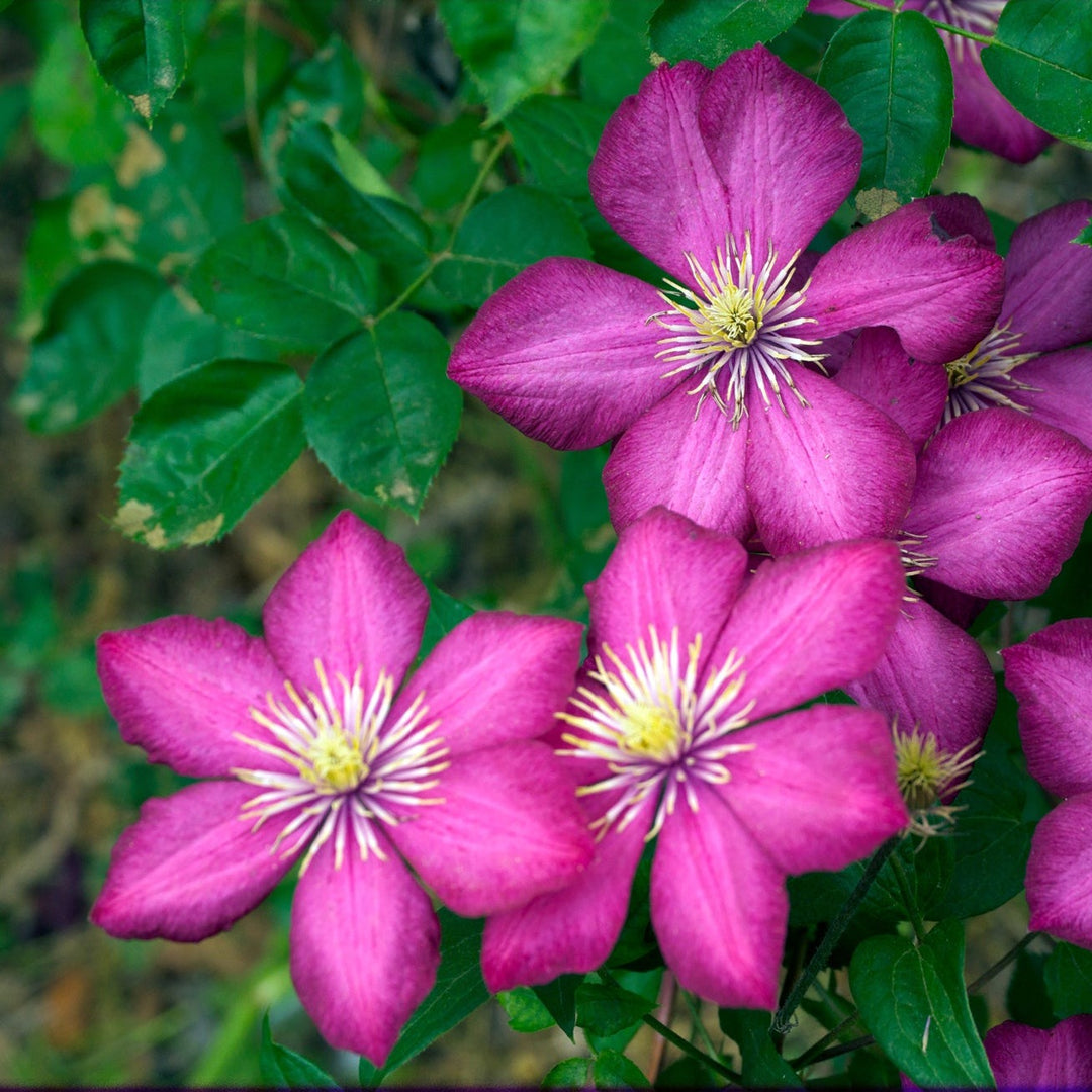 Clematis-Ville-de-Lyon-Flower-1