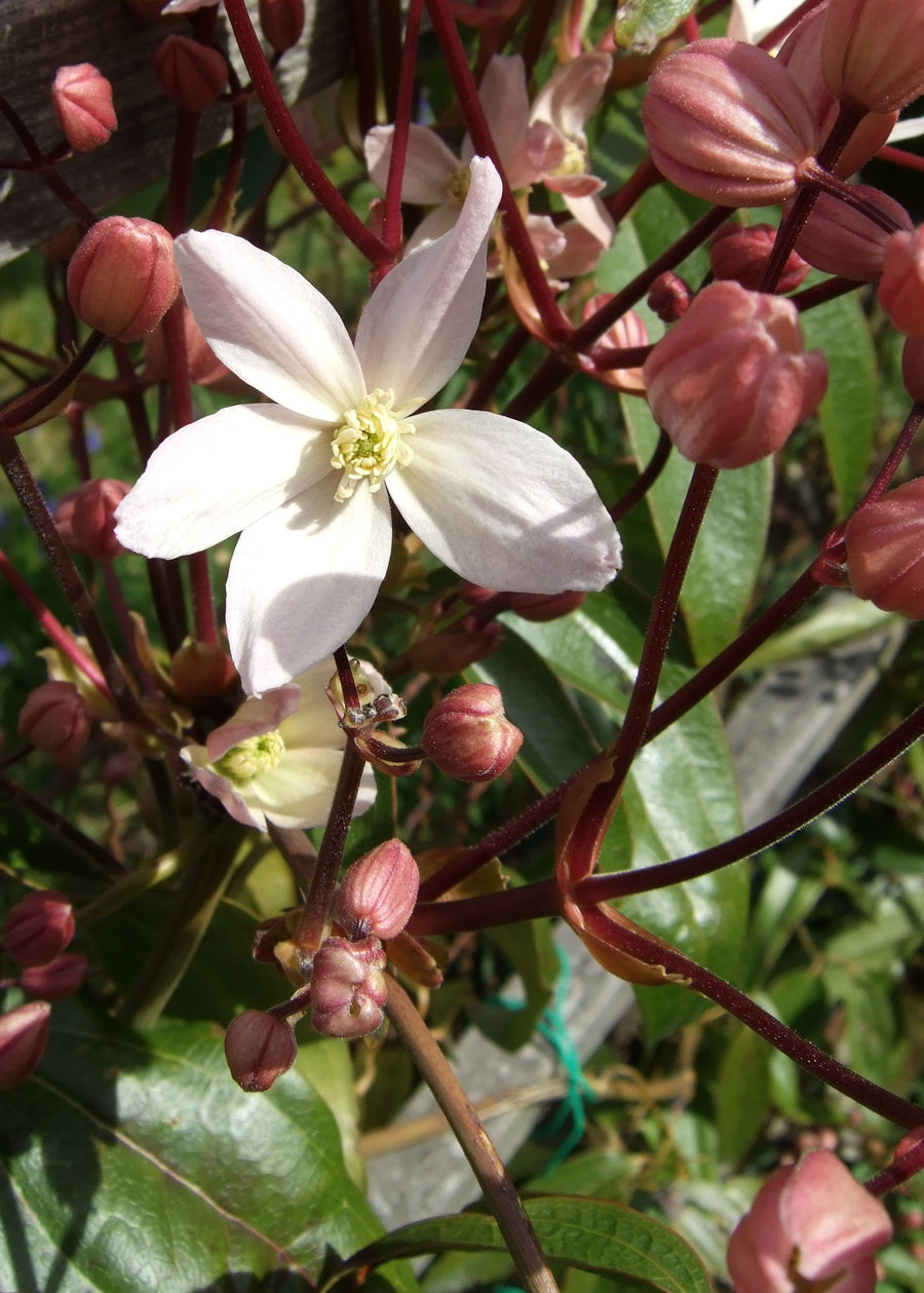 Clematis-armandii-Apple-Blossom-Flower-1