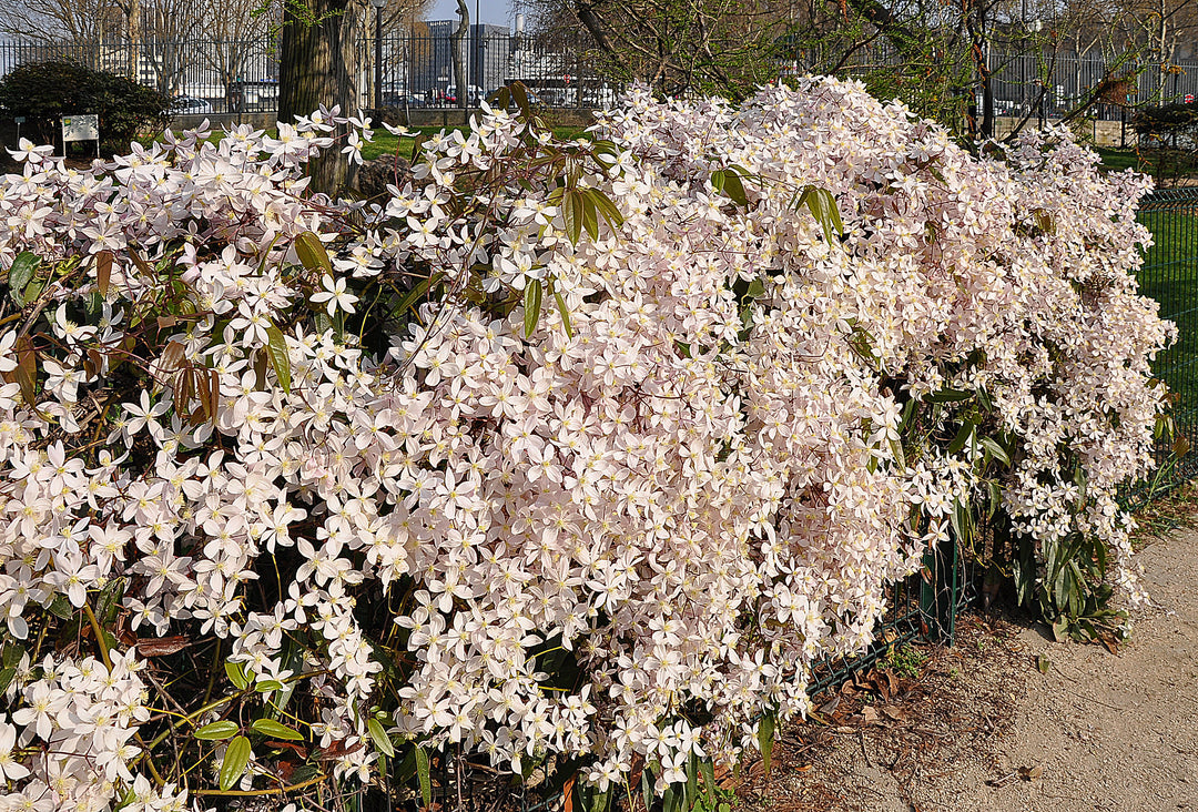 Clematis-armandii-Apple-Blossom-Flower-2