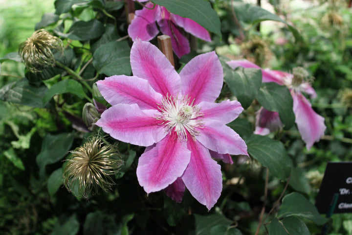 Clematis-Dr-Ruppel-Flower-2