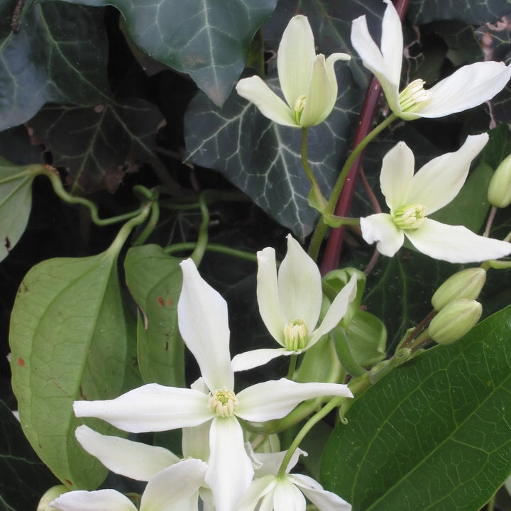 Clematis-armandii-Flower